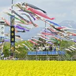 那須ハートフルファームでこいのぼり500匹掲揚　菜の花と競演