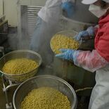 那須烏山で恒例みそ造り本格化　10月まで発酵、直売所や学校給食へ