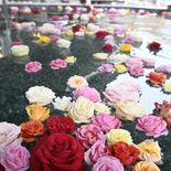 色とりどりのバラの香りでリラックス　真岡いがしら温泉でバラ風呂