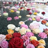色とりどりのバラの香りでリラックス　真岡いがしら温泉でバラ風呂