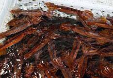 スルメイカ、小型漁船で取り過ぎ