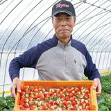＜232＞ 味・量ともに日本一のイチゴ産地　JAはが野の「イチゴ」