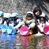 市貝で絶滅危惧種キンブナを放流　幼稚園児がバケツ手に「元気でね」