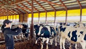 家畜の体重をＡＩで瞬時推計