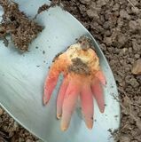 猛毒キノコ「見つけても触らないで」　栃木・みかも山公園でカエンタケ初確認