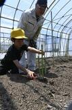 アスパラを丁寧にカット
