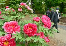 真岡・井頭公園でボタン見頃