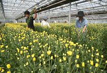 スプレーマム出荷最盛期　塩谷