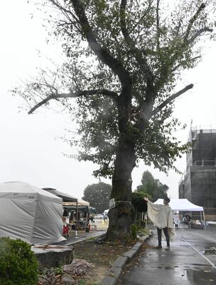 クビアカツヤカミキリ被害で伐採された桜の切り株（手前）とフラスが発生し処分される大木