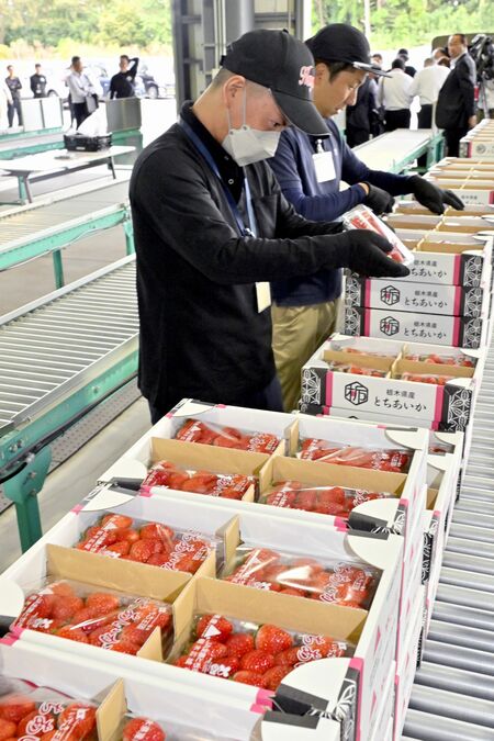 県内で初出荷される「とちあいか」=9日午後2時半、真岡市石島のJA全農とちぎ青果物広域集出荷センター、近藤文則撮影