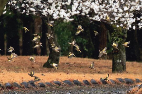 「早春に舞う」百目鬼アイ子（宇都宮）