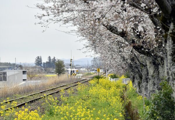 真岡市の真岡鉄道北真岡駅付近は五分咲きほど＝５日午前