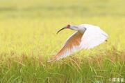 トキ放鳥、能登の空舞う