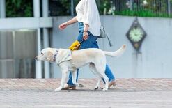 日本盲導犬協会が社会の「盲導犬や視覚障害に対する認識」を調査