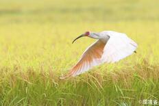 トキ放鳥、能登の空舞う