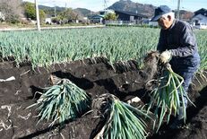 寒さ到来でより甘く　宇都宮で新里ねぎの出荷進む【動画】
