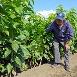 県内唯一の栽培農家廃業...　養蚕存続に桑苗確保へ　小山