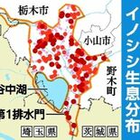 渡良瀬遊水地でイノシシ急増　生息域拡大、前年比1.7倍834頭確認　捕…