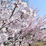 かすみか雲か　栃木で早咲きの桜が見頃　50種以上が次々に
