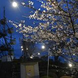 鹿沼・千手山公園で桜ライトアップ ソメイヨシノやシダレザクラ300本 …