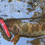四国の渓流、イワナ猛威　釣り人が放流？　在来アマゴ駆逐、交雑も