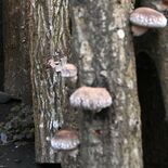 栃木県内の山菜など14品目、出荷制限続く 原木シイタケ生産者数は震災前…