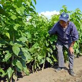 県内唯一の栽培農家廃業...　養蚕存続に桑苗確保へ　小山