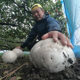 まるでバレーボールの巨大キノコ　宇都宮のナシ畑に「オニフスベ」