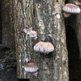 栃木県内の山菜など14品目、出荷制限続く 原木シイタケ生産者数は震災前の2割弱に 原発事故の影響は今も