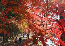 井頭公園で紅葉が見頃　真岡