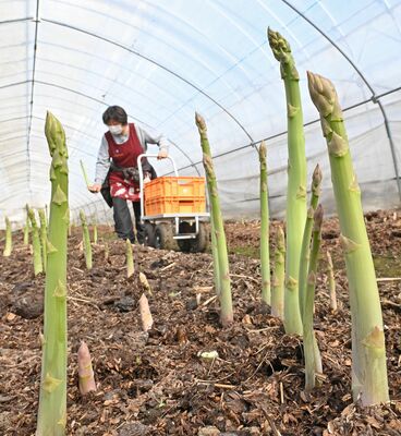 収穫時期を迎え、立派に成長したアスパラガス＝22日午前11時30分、栃木市宮田町