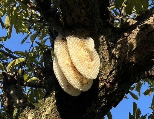 永山さん方の庭木に作られたミツバチの巣