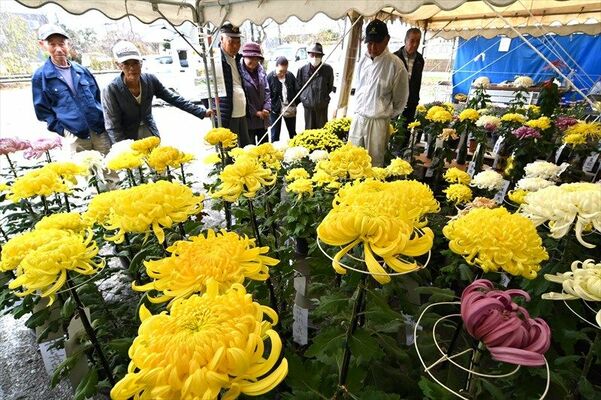丹精した花が並ぶ雀宮菊花会の菊花展