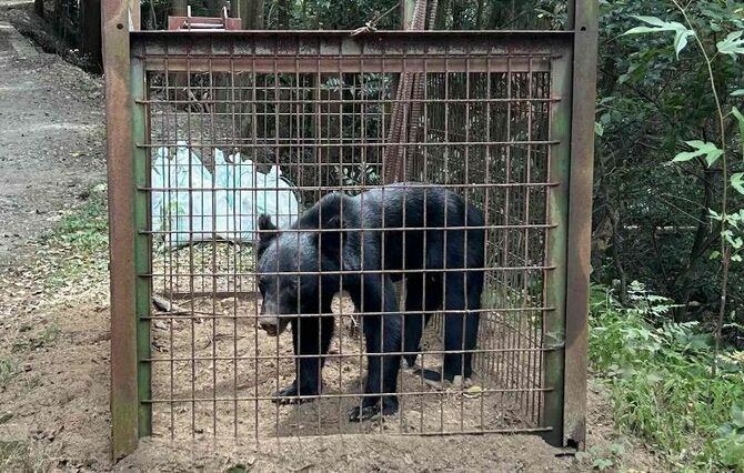 2023年に山口県長門市で捕獲されたツキノワグマ(山口県下関農林事務所提供)