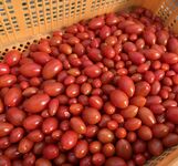 【お茶でもしながら　小説家・村崎なぎこの日常】（21）夫を看取る（全４回）　第３回　夫とトマト