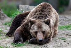 【ヒグマ被害】山岳地帯広がる東欧でも深刻