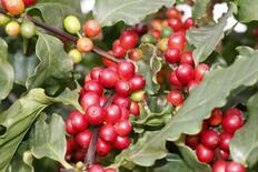 寒冷地の長野でコーヒー栽培