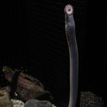 ミツバヤツメ　県なかがわ水遊園・和多裕子さん　魚に吸い付く海の吸血鬼　…