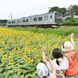 ＪＲ烏山線沿線で約23万本のヒマワリ見頃　那須烏山・小塙－滝駅間　11…