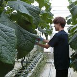 「トマトパーク」一部リニューアル　下野の誠和　アグリステーション開設　ナスなど高収量栽培へ