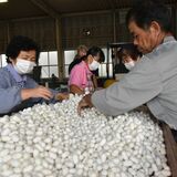 「春蚕」の繭、小ぶりでも品質良好　那須塩原で選別作業　７５９キロを群馬の製糸業者へ