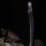 ミツバヤツメ　県なかがわ水遊園・和多裕子さん　魚に吸い付く海の吸血鬼　砂や泥深い場所好む