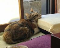 猫はほとんど寝ている