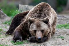 【ヒグマ被害】山岳地帯広がる東欧でも深刻