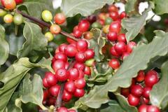 寒冷地の長野でコーヒー栽培