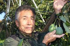 松山でアボカド栽培広がる
