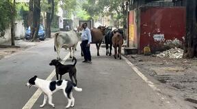 インド、野良犬捕獲また命令