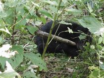 日光でクマ捕獲