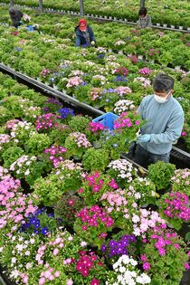 小山でサイネリアの出荷準備