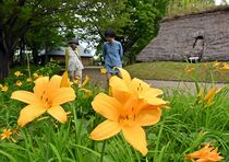 宇都宮でニッコウキスゲ見頃